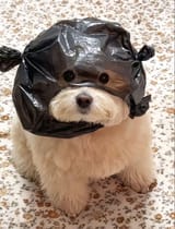 GwnicVNagAAQF2l