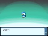 piplup