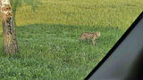 f7b8f1e250a56db9b040-serval