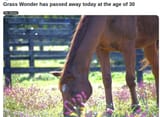 grasswonder