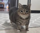 katti