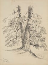 1871 Sketch of a Tree graphite on paper 38.8 x 28.8 cm Museum of Fine Arts, Boston MA
