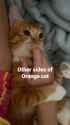 other_sides_of_orange_cat_thumb.jpg