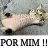 mi-mi-mi-mi-v0-3ai9ki3k862f1