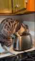 toaster cat_thumb.jpg