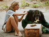2018-1-Mixed-Media-Jane-Goodall-documentary-WB.jpg