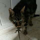 651