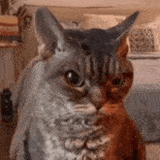 angry-cat-sour-cat