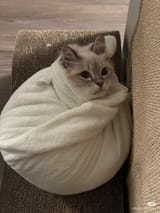 Mood