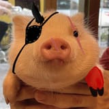 metal gear pig