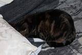 IMG_0589