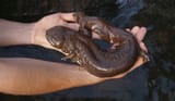 hellbender (1)