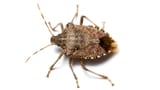 Stink-Bug-HEADER-1500