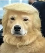 doggie