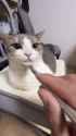cat scratcher_thumb.jpg