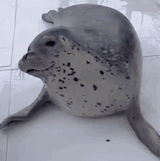 yey