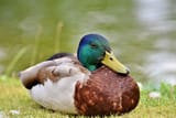 duck-3475449_640