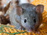 mouse