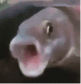 1735376664075948