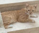Kitty