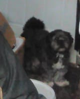 laser_anons_blind_dog