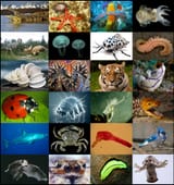 Animal_diversity