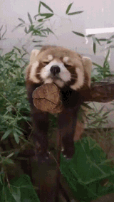 eepy-racoon