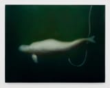 whale milking