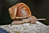 snail-4428838__340