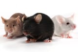 mice