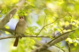 nachtigall-vogelvielfalt-zufriedenheit-s-1474763744-jpg--89925-