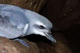 sturmvogel-dpa-jpg--90594-