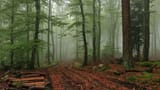 Nature-Images-Foggy-Forest