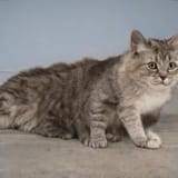 ai_cat_7