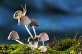 schnecke-25418556
