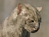 112-007-001-031_herpailurus_yagouaroundi_ostrau_zoo