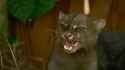 jaguarundi_thumb.jpg