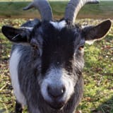goat_portrait