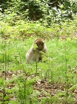 meditating_monkeys_14