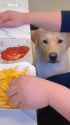 Please share the fries AND the ketchup! [7dpyg3ys4uhf1]_thumb.jpg