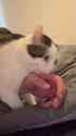 catberg_thumb.jpg
