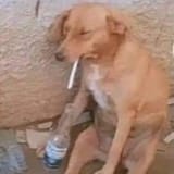 Dog with Cigarette and beer