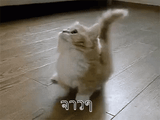 kot_anxiety