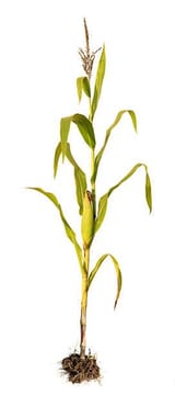 corn-crop