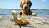 hund-fisch-steg