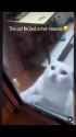 scaredy cat_thumb.jpg