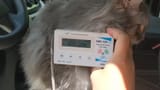 aivan saatanan radioaktiivinen katti