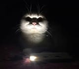 kot spooky (1)