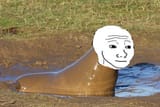 poofeel