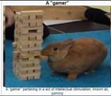 królik gamer
